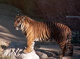Сибирская тигрица Татьяна вырвалась на волю в зоопарке США: один погиб, двое ранены