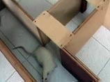 Крыса - это одно из умнейших животных на нашей планете, и уже поэтому с ним следует говорить на Вы