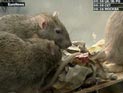 Предупреждение главного санитарного врача Онищенко перед годом крысы: с грызунами нужно обращаться на "Вы"