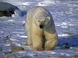 Огромный белый медведь уже четыре дня преследует участников лыжной экспедиции "Полярной ночью на Северный полюс"