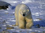 Огромный белый медведь уже четыре дня преследует участников лыжной экспедиции "Полярной ночью на Северный полюс" Огромный белый медведь уже четыре дня преследует участников лыжной экспедиции "Полярной ночью на Северный полюс"