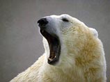 За российской экспедицией, идущей покорять Северный полюс, увязался огромный белый медведь 