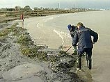 Более 20 км побережья в районе Тамани остаются загрязненными разлившимся во время шторма мазутом Более 20 км побережья в районе Тамани остаются загрязненными разлившимся во время шторма мазутом