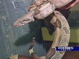 Тверскому террариуму на Новый год подарили императорского удава Тверскому террариуму на Новый год подарили императорского удава
