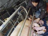 Свинья-героиня родилась в Китае в декабре 2006 года, после того, как ученые внедрили в эмбрион зеленый флуоресцентный протеин