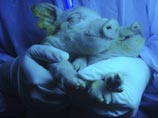 Зеленая свинка произвела на свет 11 поросят, однако только двоим передалась трансгенная характеристика их матери Зеленая свинка произвела на свет 11 поросят, однако только двоим передалась трансгенная характеристика их матери
