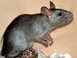 На Мадагаскаре 18 человек умерли от чумы, разносимой крысами  