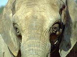 Британское правительство не разрешило зоомагазинам продавать слонов 
