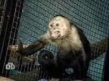 Из питомника НИИ в Краснодарском крае таинственно пропали шесть обезьян 