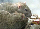 Крысы едва не разорили китайского крестьянина в Год Крысы