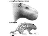 Ученые нашли череп огромной доисторической крысы, которая была размером с автомобиль