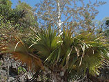 Семья плантатора обнаружила на Мадагаскаре новый вид пальмы, отдыхая на пикнике