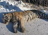 Водитель российского автобуса сбил амурского тигра в Хабаровском крае возле границы с Китаем, спасти животное не удалось
