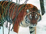 Амурский тигр является одним из самых редких хищников планеты и занесен в Международную Красную книгу. Основной ареал обитания этого животного - Приморье и юг Хабаровского края