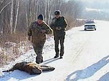 В Хабаровском крае автобус сбил амурского тигра В Хабаровском крае автобус сбил амурского тигра