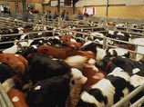 Британские фермеры снимают в России урожай и продают его россиянам по западным ценам Британские фермеры снимают в России урожай и продают его россиянам по западным ценам