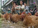 Во Вьетнаме зафиксирован 48 случай смерти человека от птичьего гриппа