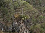 Найденную на Мадагаскаре пальму-самоубийцу ученые окрестили "разрывом мозга"