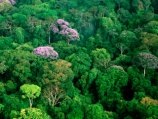 За незаконную вырубку амазонских лесов имущество виновных будут экспроприировать