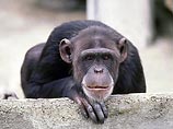Заразить болезнями может не только обезьяна человека, но и человек обезьяну,  доказали ученые 
