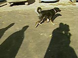 Маленьких бездомных собак в России ловят давно. Обычно ими питаются бомжи, которые ведут настоящую охоту на бродячих животных. Правда, бывают и исключения