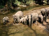 В Китае на американца напали слоны: он госпитализирован