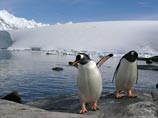 The Daily Тelegraph: Антарктиде угрожает нашествие чужеродных организмов
