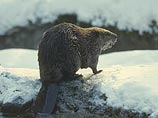 Плотину, которую построили бобры через реку Котра на белорусско-литовской границе, разрушат Плотину, которую построили бобры через реку Котра на белорусско-литовской границе, разрушат