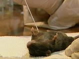 Для демонстрации паралича при этом заболевании крысе ввели с помощью инъекции плазму крови такого больного