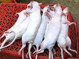 По китайскому календарю код Крысы начинается 7 февраля. Однако во Вьетнаме он, возможно, начался раньше: неожиданные изменения во вьетнамской "пищевой цепочке" и рационе питания породили бум крысоедения