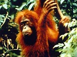 Сингапур скорбит: в зоопарке умерла мировая знаменитость, 50-летняя орангутаниха