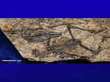 Скелет динозавра размером с современного воробья обнаружили китайские палеонтологи