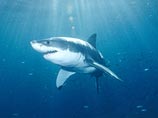 Исследование: люди стали меньше гибнуть от нападения акул. В прошлом году умер только один