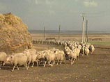 Необычное открытие было сделано учеными из университета Лидса. Они провели серию экспериментов и выяснили, что толпа людей ведет себя наподобие стада баранов. Она слепо следует за одним или двумя лидерами, даже не задумываясь, кто они и куда их ведут Необычное открытие было сделано учеными из университета Лидса. Они провели серию экспериментов и выяснили, что толпа людей ведет себя наподобие стада баранов. Она слепо следует за одним или двумя лидерами, даже не задумываясь, кто они и куда их ведут