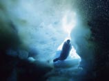 Глобальное потепление угрожает уникальному морскому миру Антарктики. Туда могут переселиться акулы