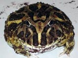 "Адская лягушка" напоминает существующих в наше время рогатых лягушек (Ceratophrys)