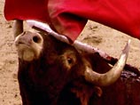 В США будут клонировать элитных быков для испанской корриды