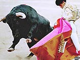 В США будут клонировать элитных быков для испанской корриды