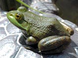 В коже лягушки-быка ученые нашли вещество, которое может замедлить старение В коже лягушки-быка ученые нашли вещество, которое может замедлить старение