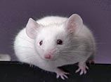 Федеральная служба охраны закупает белых мышей на полмиллиона бюджетных рублей