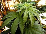 На Мальте судят местного жителя, который вырастил 110 кустов марихуаны. Подсудимый убеждает суд, что конопляное производство возникло у него случайно.     