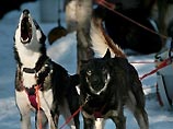 Американец Лэнс Мэйки одержал вторую подряд победу на самых престижных в мире гонках на собачьих упряжках Американец Лэнс Мэйки одержал вторую подряд победу на самых престижных в мире гонках на собачьих упряжках