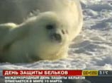 Забой молодых тюленей на мех является традиционным промыслом для жителей ряда населенных пунктов на Севере, в основном в Архангельской области