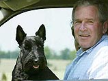 Шотландский терьер президента США Джорджа Буша по имени Барни успел сняться в девяти фильмах, а в ведении Белого дома находится специальный сайт, посвященный его приключениям