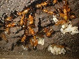 Среди муравьев тоже есть мошенники и коррупционеры, установили ученые