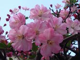 В Японии сегодня официально объявлено о начале цветения сакуры - знаменитой разновидности вишни, которая считается эмблемой страны