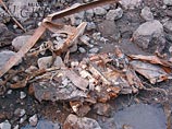 Специалисты Бюро судебно-медицинской экспертизы приступят к исследованию останков, обнаруженных в Кармадонском ущелье, где при сходе ледника Колка в 2002 году погибли 127 человек, в том числе съемочная группа Сергея Бодрова-младшего