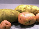 На Кузбассе поставят памятник картофелю: клубень в виде усатого мужичка