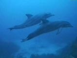 Ученые выяснили: дельфинам больно быстро плавать из-за воздушных пузырьков вокруг хвоста