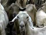 В Башкирии родился козленок с шестью копытами
